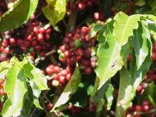 Kona Coffee Plant Hawaii