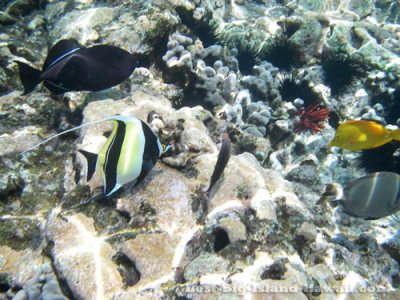 Big Island Snorkeling Hawaii