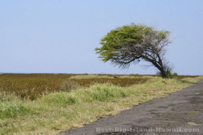 South Point Hawaii Tree