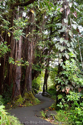 Akaka Falls Big Island Hawaii