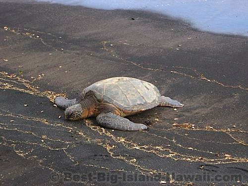 Black Sand Beach Big Island Hawaii