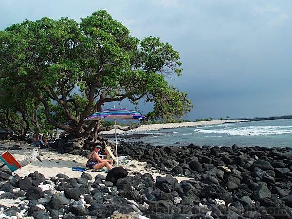 Pine Trees Beach Big Island Hawaii