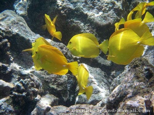 Big Island Snorkeling Hawaii