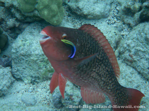 Big Island Snorkeling Hawaii