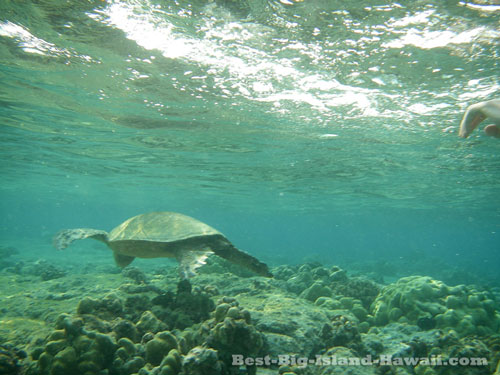 Big Island Snorkeling Hawaii