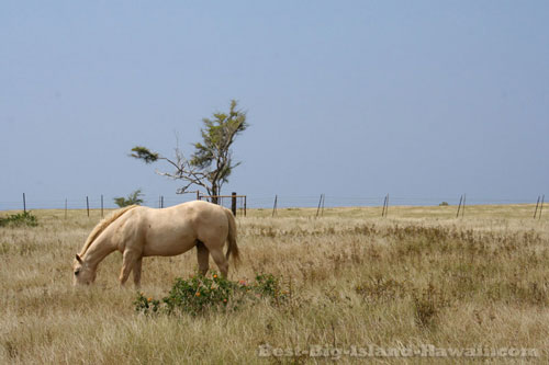 South Point Hawaii Horse